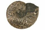 Cretaceous Ammonite (Virgatites) Fossil - Russia #262521-1